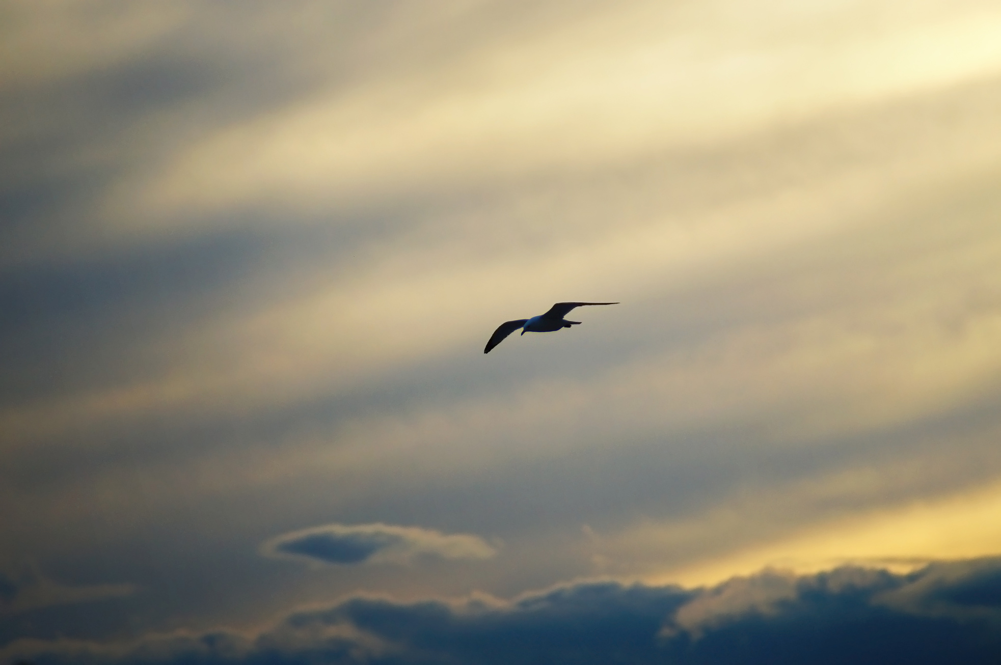 Bird flying over the sky